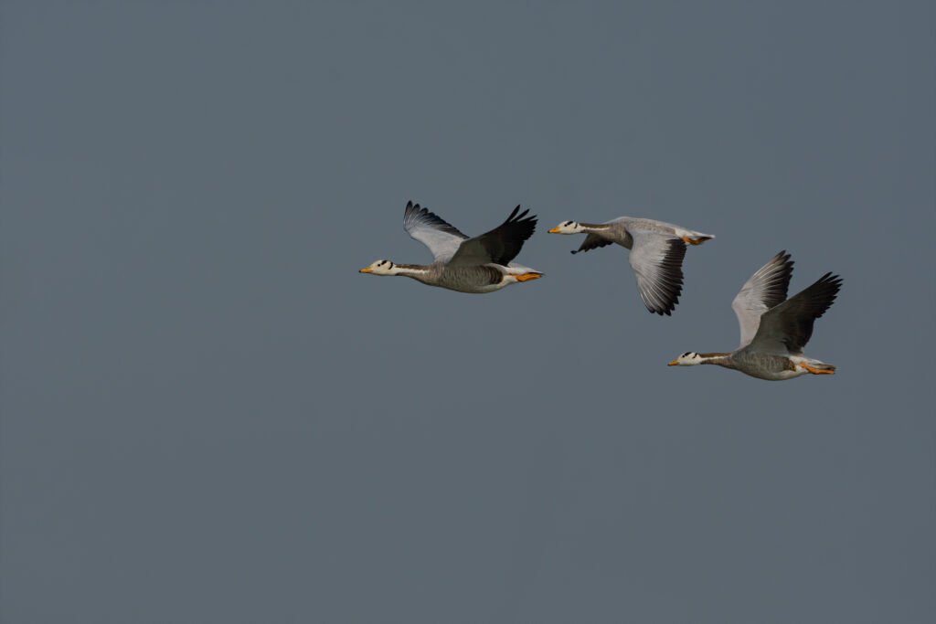 Bar-headed Goose Flock (Anser indicus) Flying