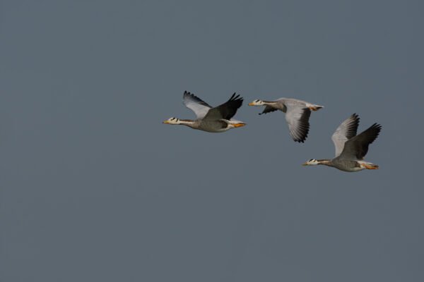 Bar-headed Goose Flock (Anser indicus) Flying