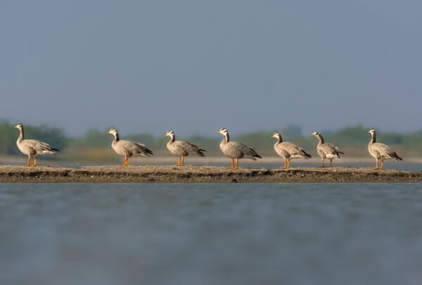 Bar-headed Goose (Anser indicus) Standing In Queue At Little Rann Of Kutch