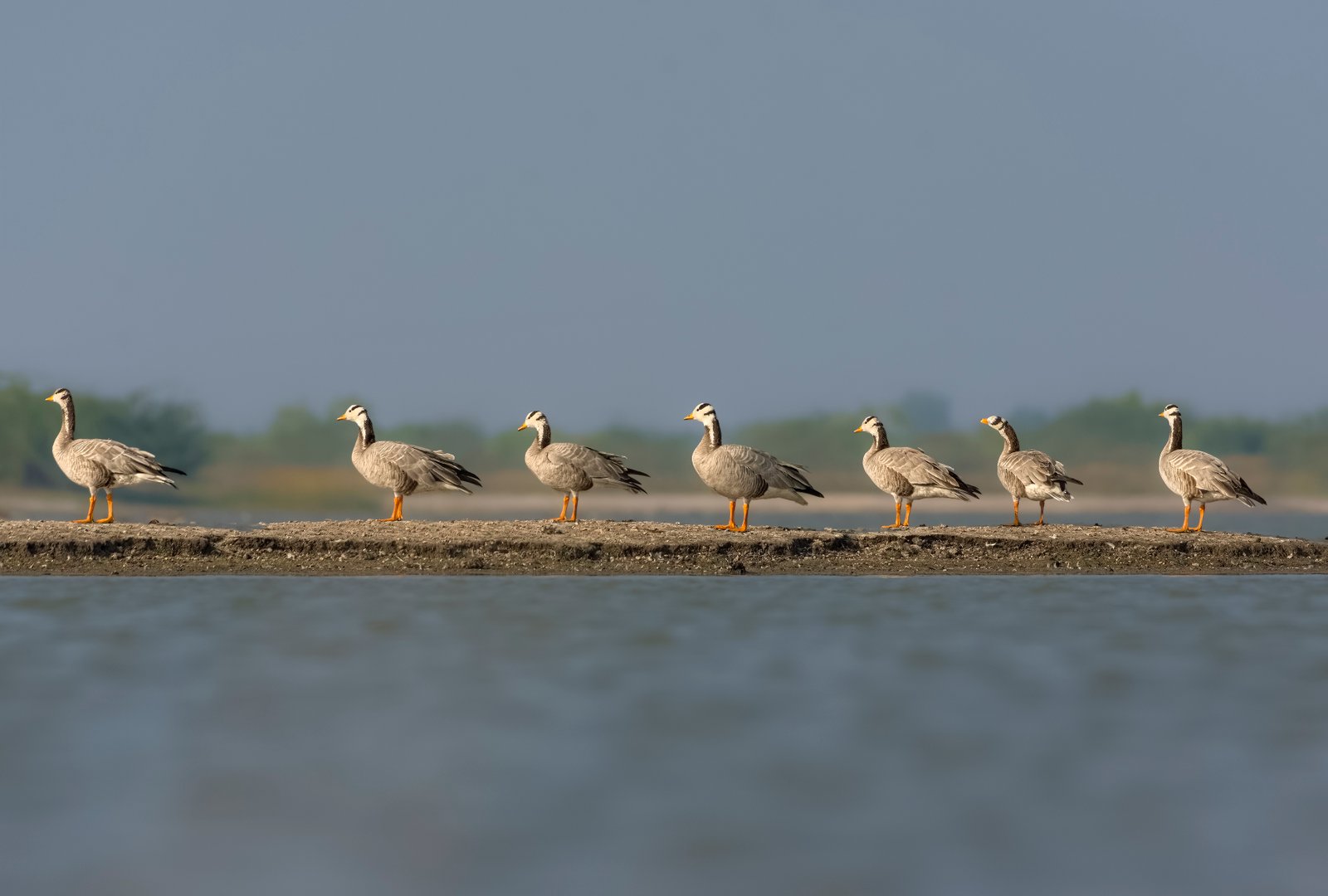 Bar-headed Goose (Anser indicus) Standing In Queue At Little Rann Of Kutch