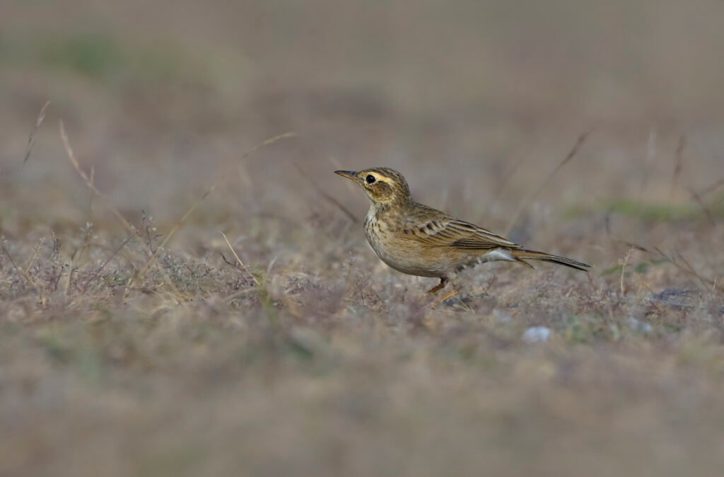 Paddyfield Pipit (Anthus rufulus)
