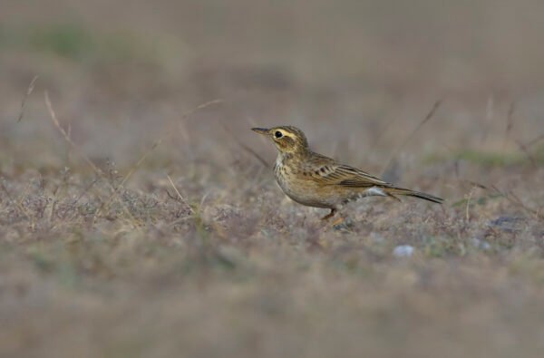 Paddyfield Pipit (Anthus rufulus)