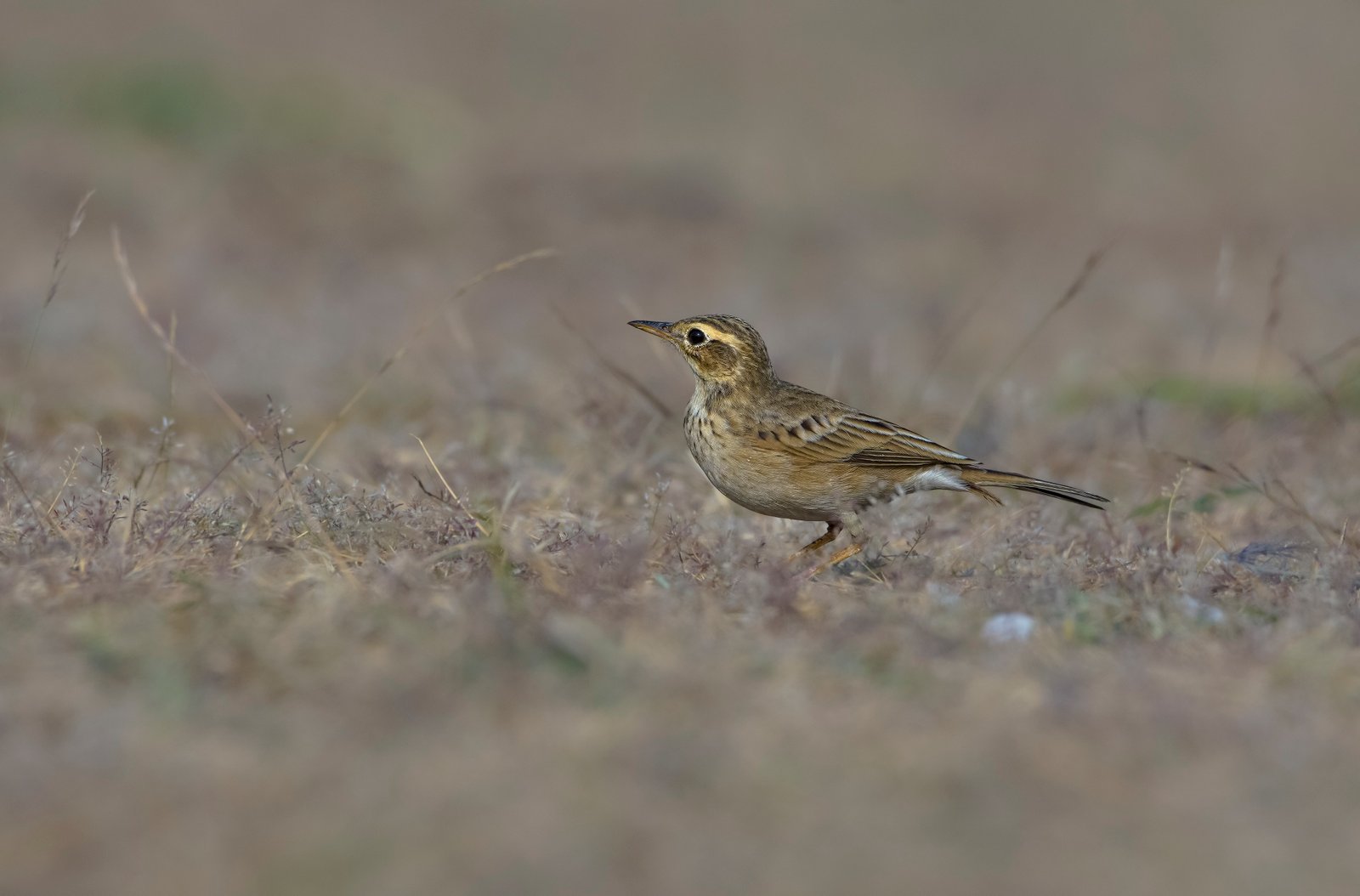 Paddyfield Pipit (Anthus rufulus)