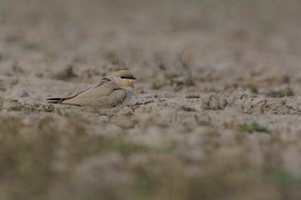 Small Pratincole (Glareola lactea)