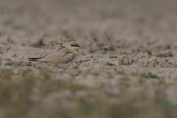 Small Pratincole (Glareola lactea)