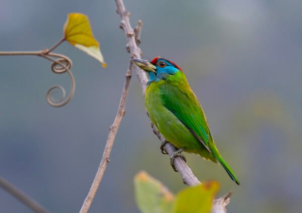 Blue-throated Barbet (Psilopogon asiaticus)