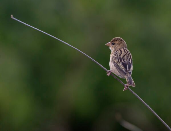 Baya Weaver (Ploceus philippinus) Female