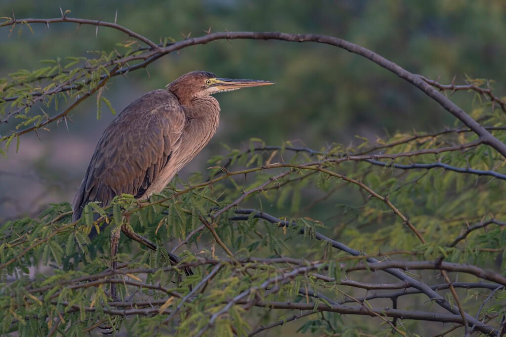Purple Heron (Ardea purpurea) Standing On Branch