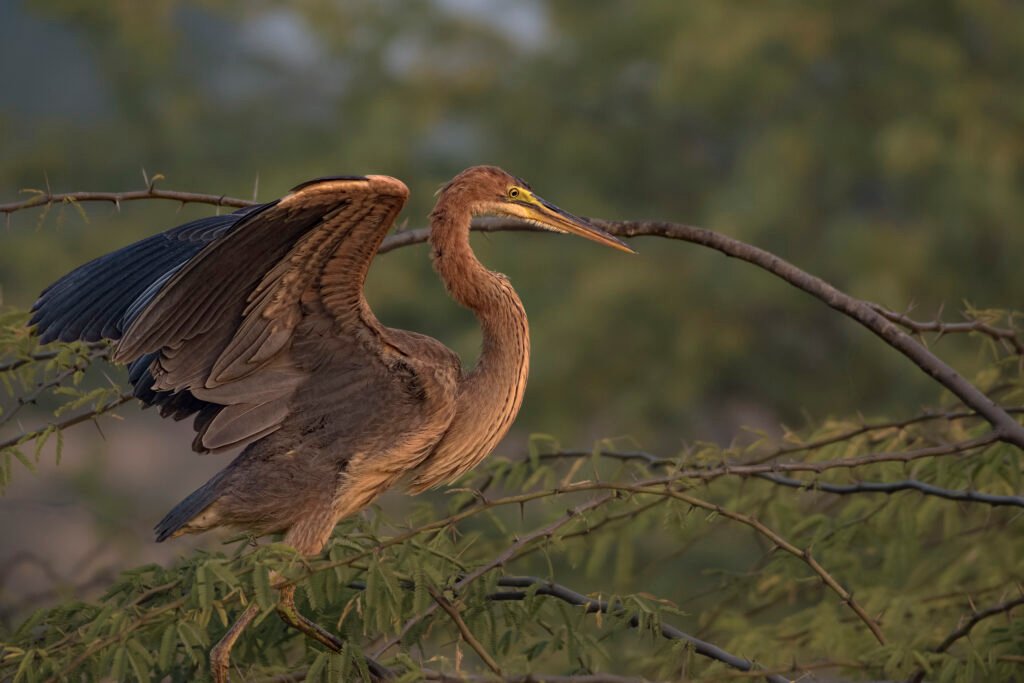 Purple Heron (Ardea purpurea) Trying To Balance On Branch