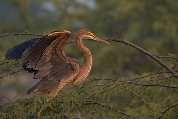 Purple Heron (Ardea purpurea) Trying To Balance On Branch