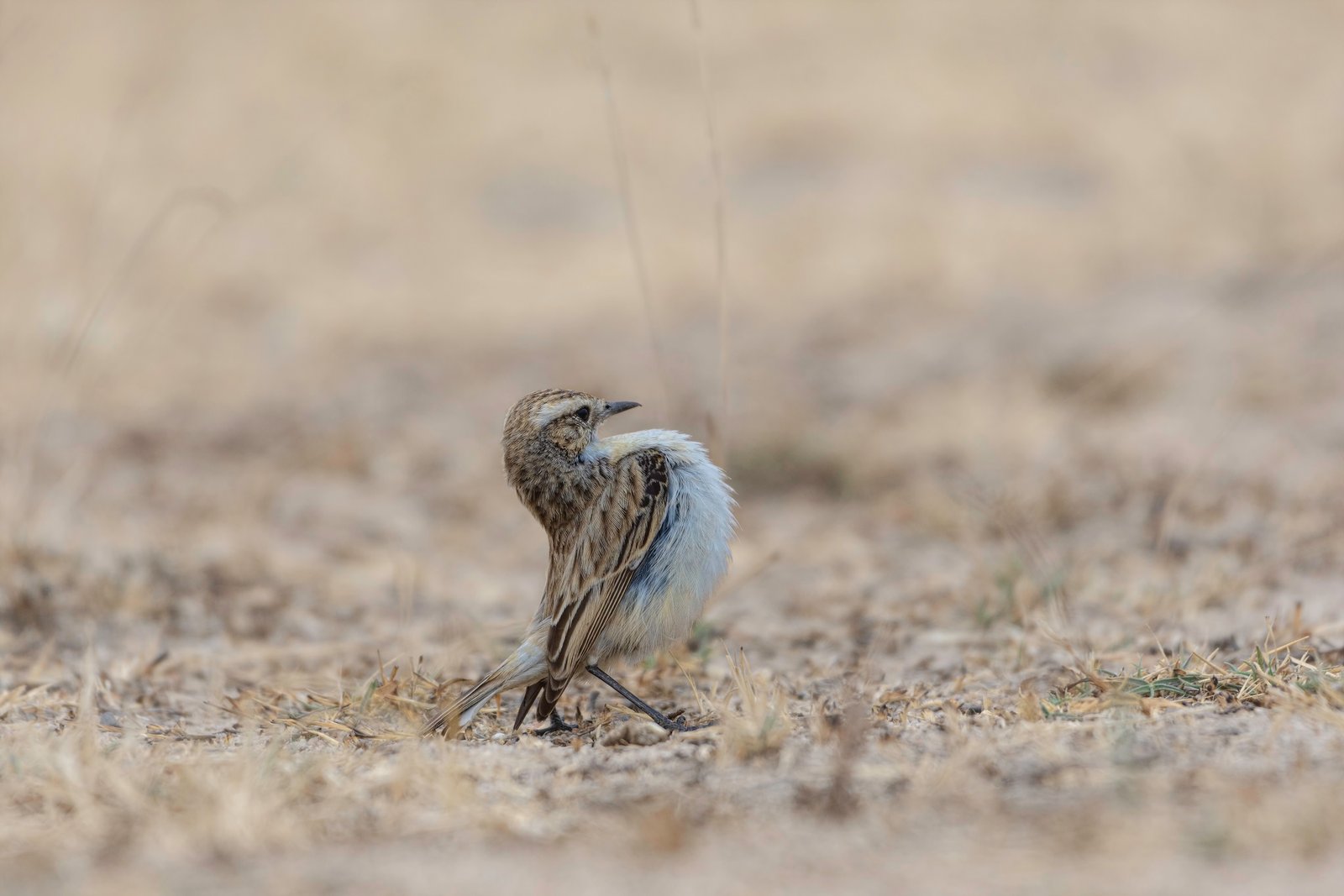 Stoliczka's Bushchat (Saxicola macrorhynchus) Puff And Roll Display