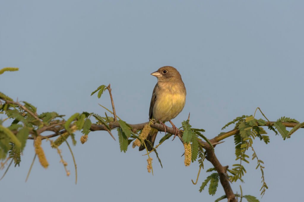 Black-headed Bunting (Emberiza melanocephala) Female