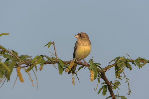 Black-headed Bunting (Emberiza melanocephala) Female
