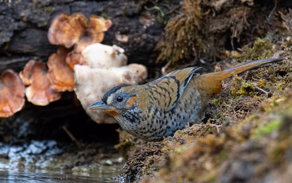 Rufous-chinned Laughingthrush (Ianthocincla rufogularis)