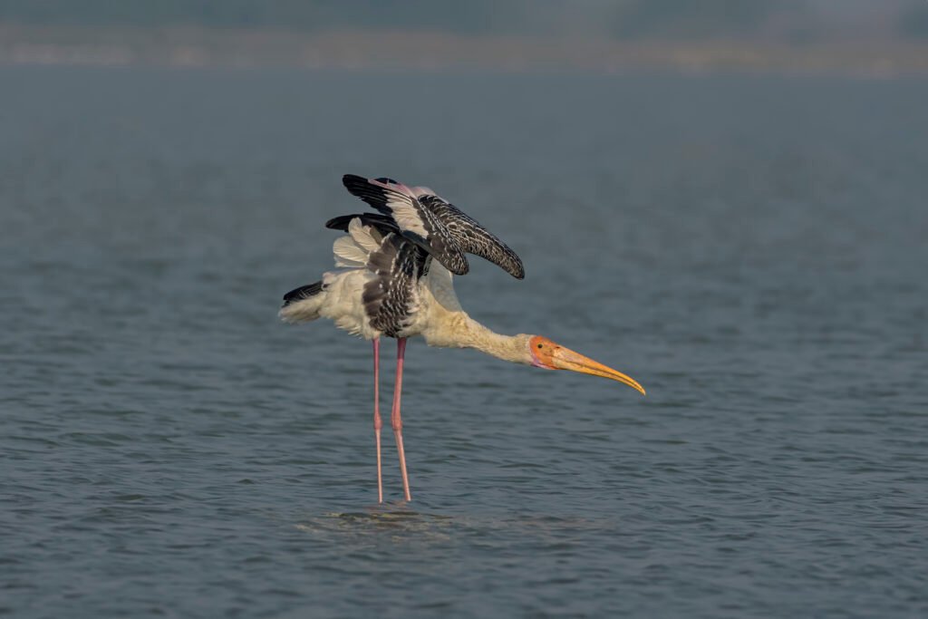 Painted Stork (Mycteria leucocephala) Stretching At Vadla Dam