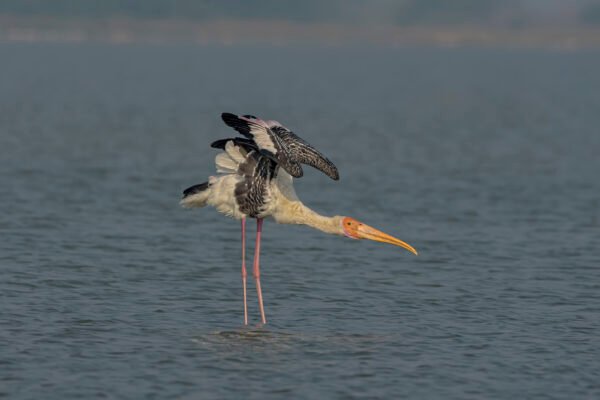 Painted Stork (Mycteria leucocephala) Stretching At Vadla Dam