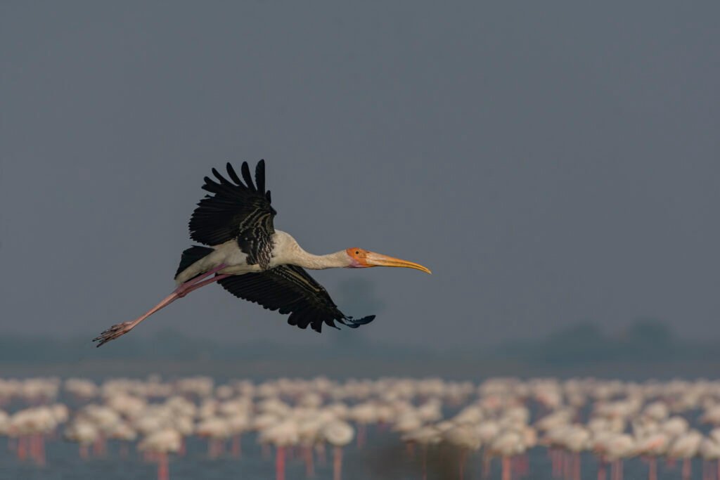 Painted Stork (Mycteria leucocephala) In Flight At Vadla Dam