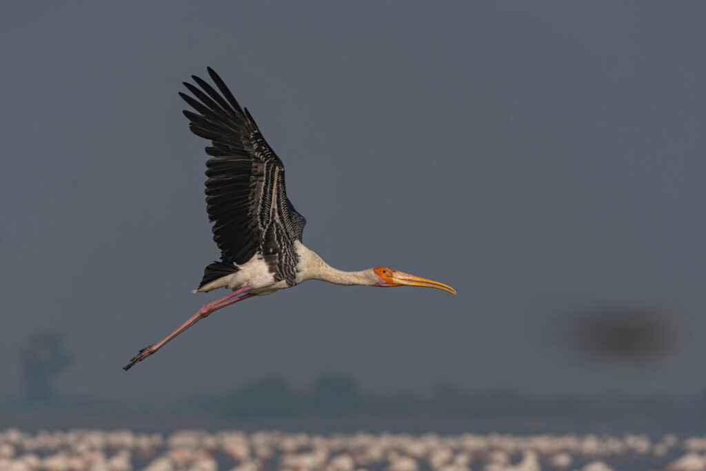 Painted Stork (Mycteria leucocephala) In Flight At Vadla Dam