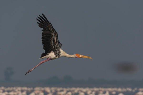 Painted Stork (Mycteria leucocephala) In Flight At Vadla Dam