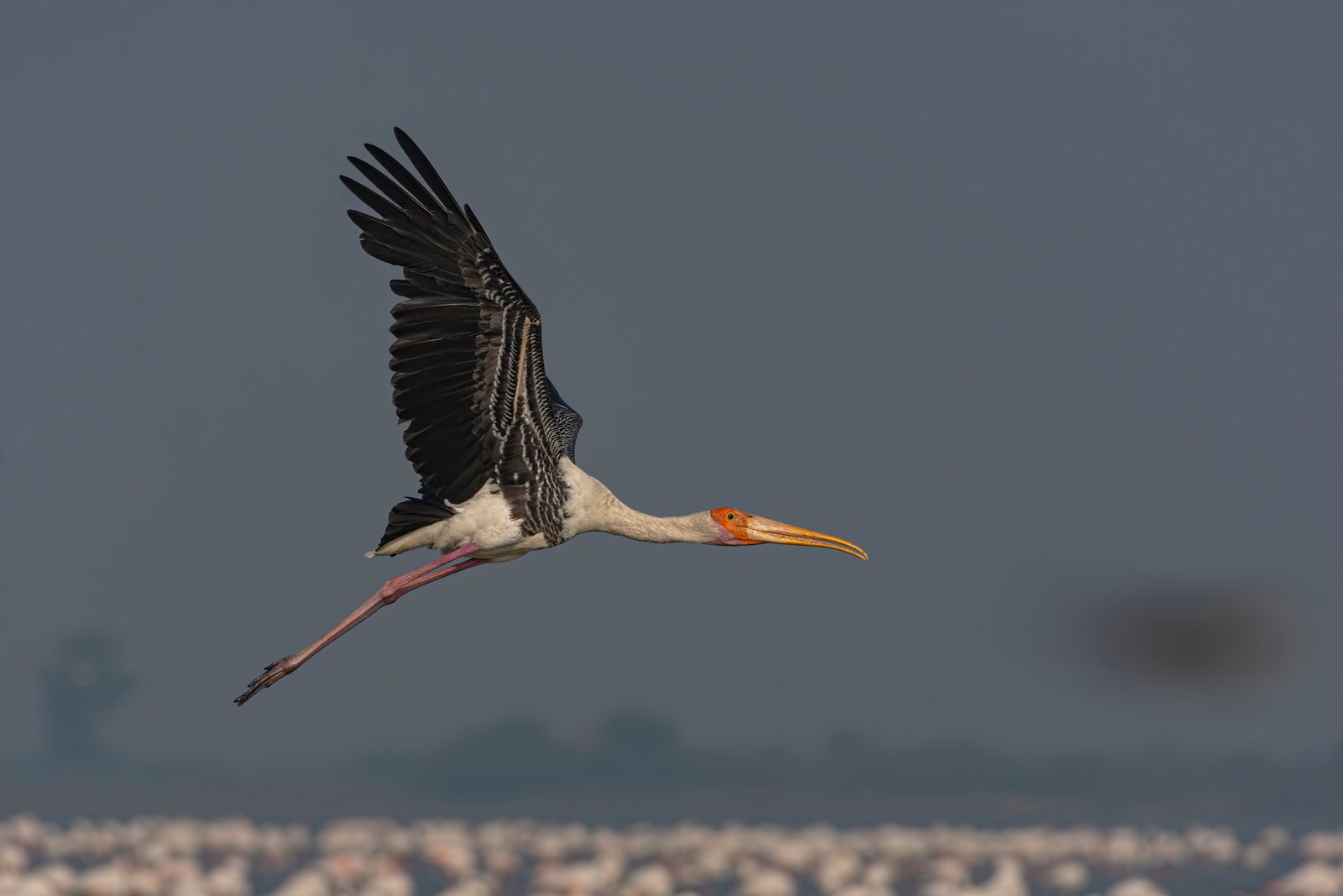 Painted Stork (Mycteria leucocephala) In Flight At Vadla Dam