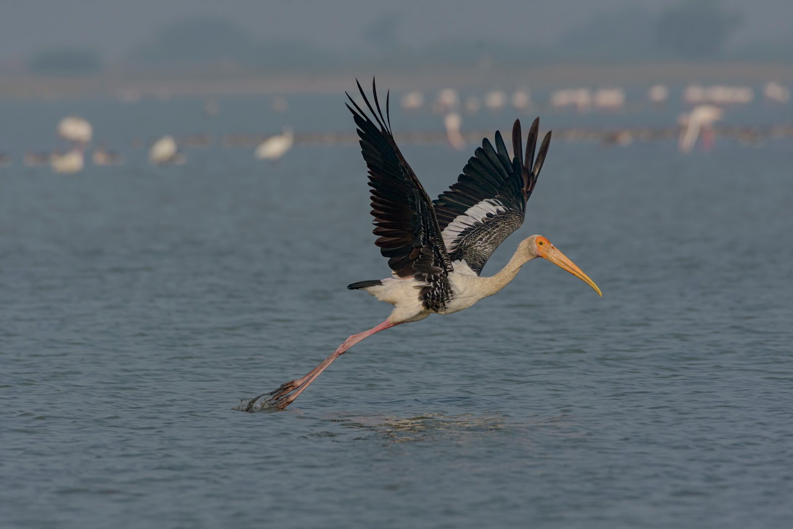 Painted Stork (Mycteria leucocephala) Taking Off At Vadla Dam