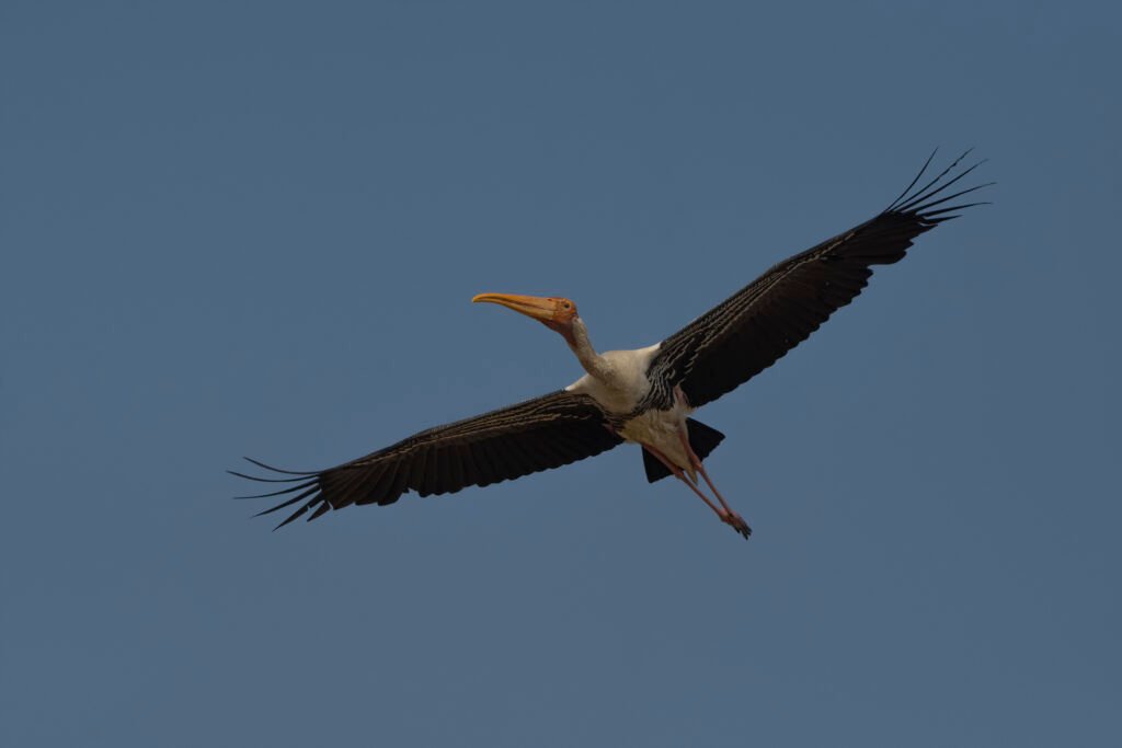 Painted Stork (Mycteria leucocephala) In Flight