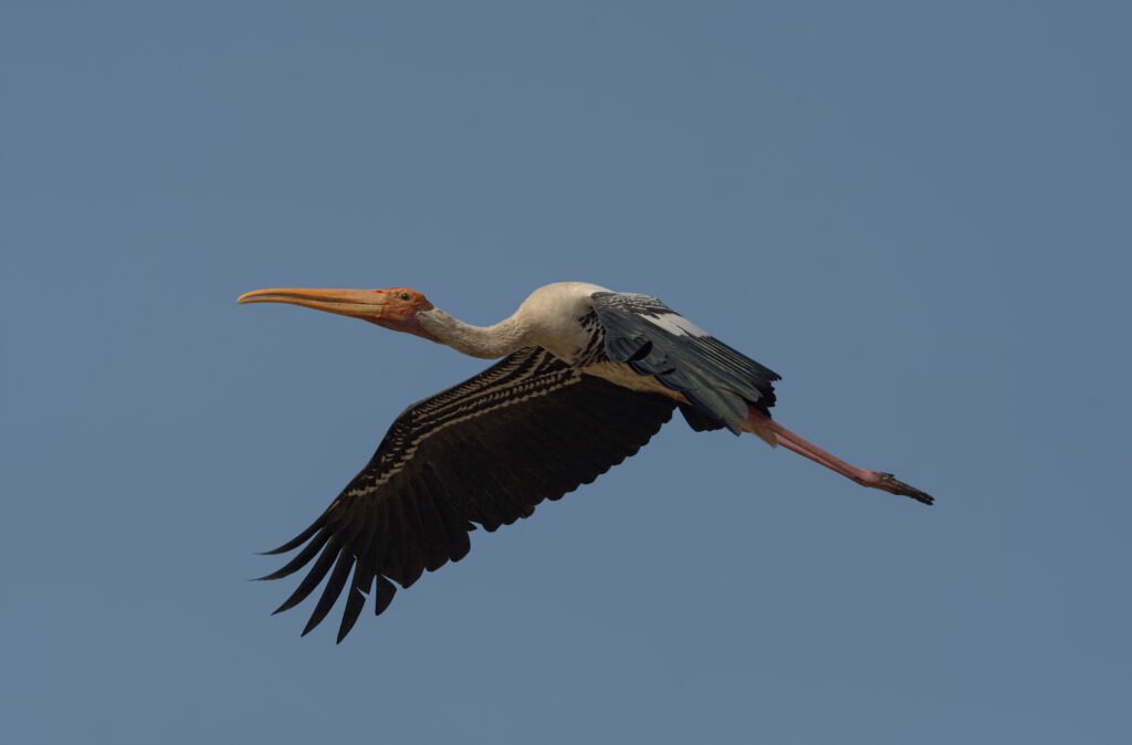 Painted Stork (Mycteria leucocephala) In Flight