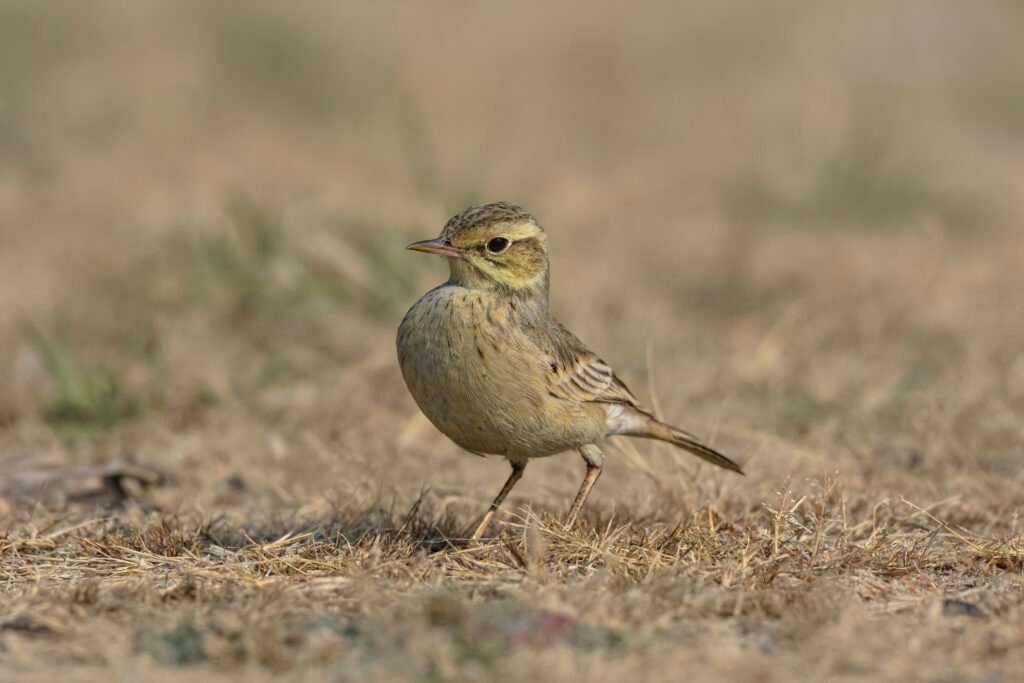 Paddyfield Pipit (Anthus rufulus)