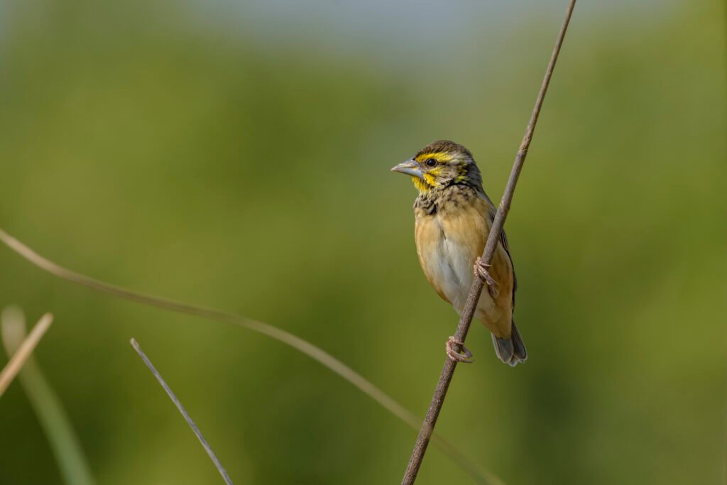 Black-breasted Weaver (Ploceus benghalensis) Female