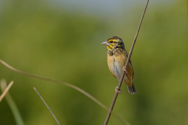 Black-breasted Weaver (Ploceus benghalensis) Female