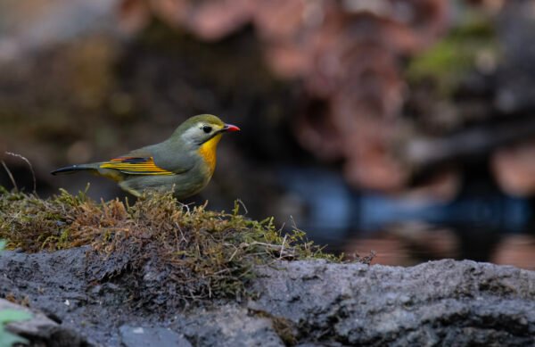 Red-billed Leiothrix (Leiothrix lutea)