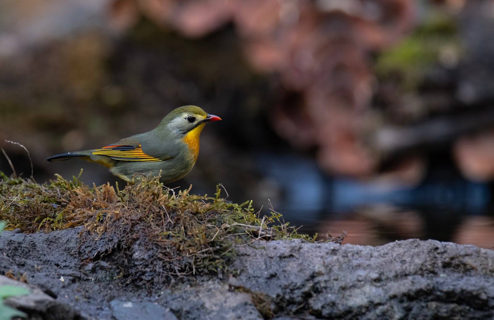 Red-billed Leiothrix (Leiothrix lutea)