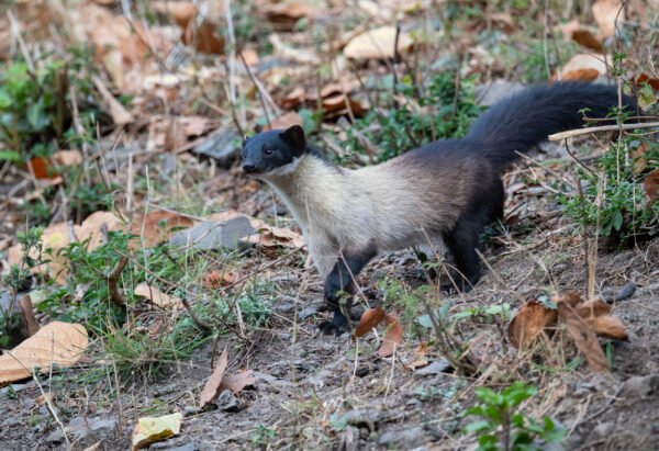 Yellow-throated Marten