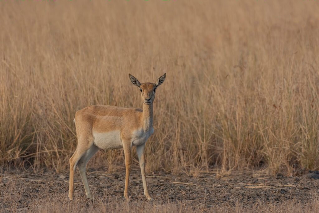 Indian Blackbuck (Antilope cervicapra) Female At Blackbuck National Park