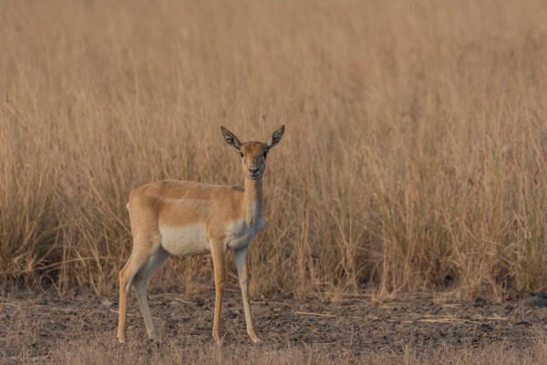 Indian Blackbuck (Antilope cervicapra) Female At Blackbuck National Park