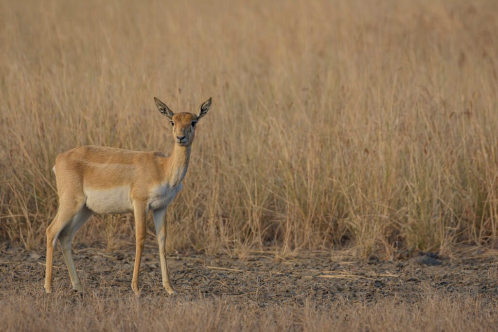 Indian Blackbuck (Antilope cervicapra) Female At Blackbuck National Park