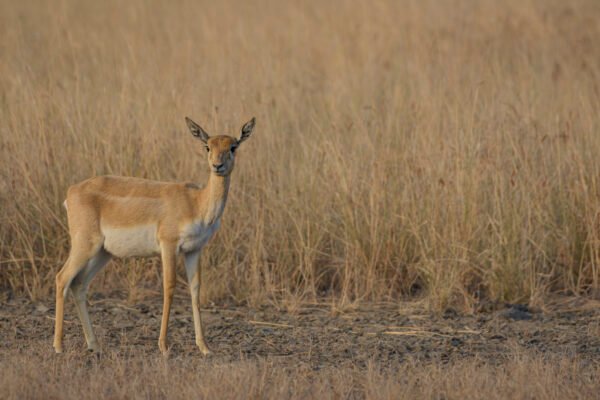 Indian Blackbuck (Antilope cervicapra) Female At Blackbuck National Park