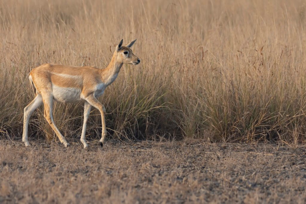 Indian Blackbuck (Antilope cervicapra) Female At Blackbuck National Park