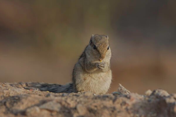 Indian palm squirrel (Funambulus palmarum)