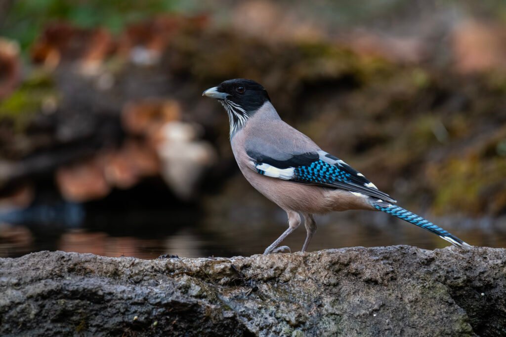Black-headed Jay (Garrulus lanceolatus)