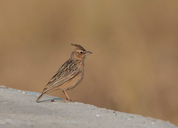 Sykes's Lark (Galerida deva) At Blackbuck National Park