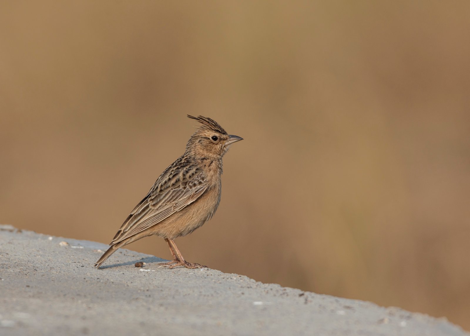 Sykes's Lark (Galerida deva) At Blackbuck National Park