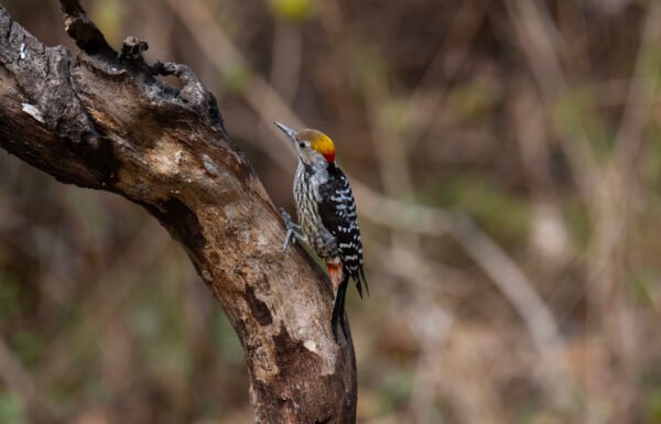 Brown-fronted woodpecker (Dendrocoptes auriceps)