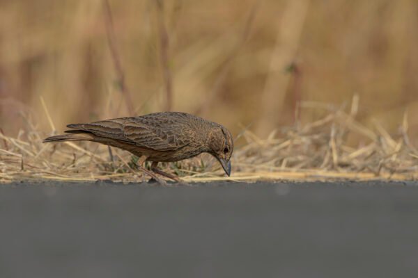 Rufous-tailed Lark (Ammomanes phoenicura)