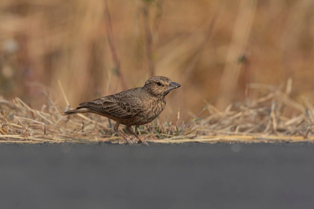 Rufous-tailed Lark (Ammomanes phoenicura) Foraging