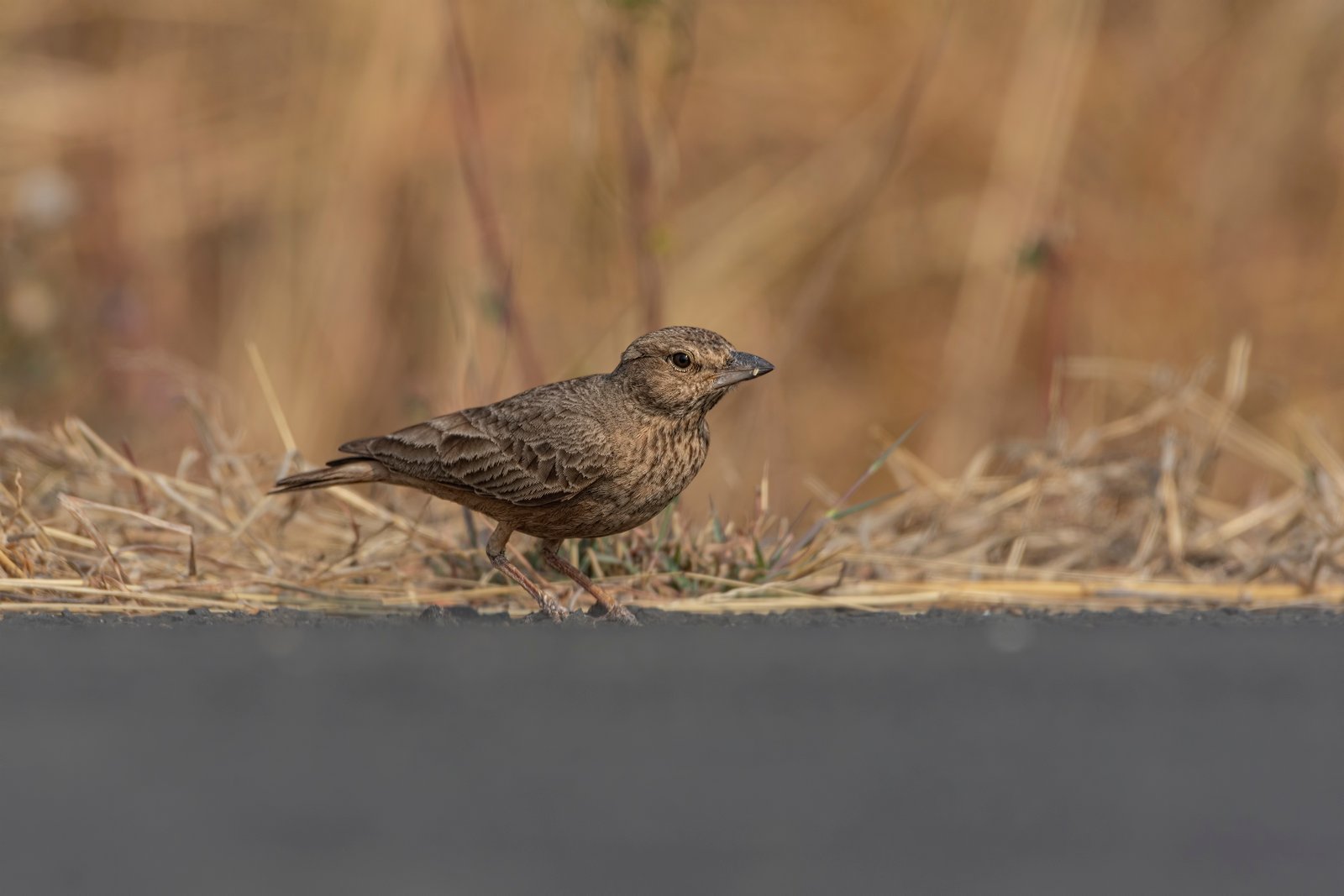 Rufous-tailed Lark (Ammomanes phoenicura) Foraging