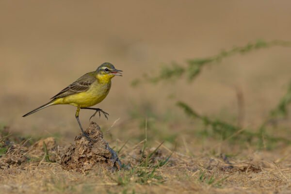 Western Yellow Wagtail (Motacilla flava)