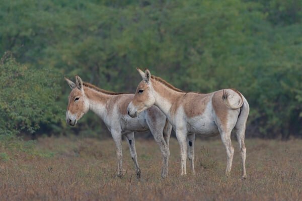 Indian wild ass (Equus hemionus khur) Pair At Little Rann Of Kutch