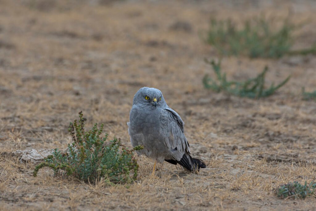 Montagu's Harrier (Circus pygargus) Resting On Ground At Little Rann Of Kutch