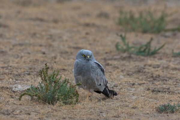 Montagu's Harrier (Circus pygargus) Resting On Ground At Little Rann Of Kutch